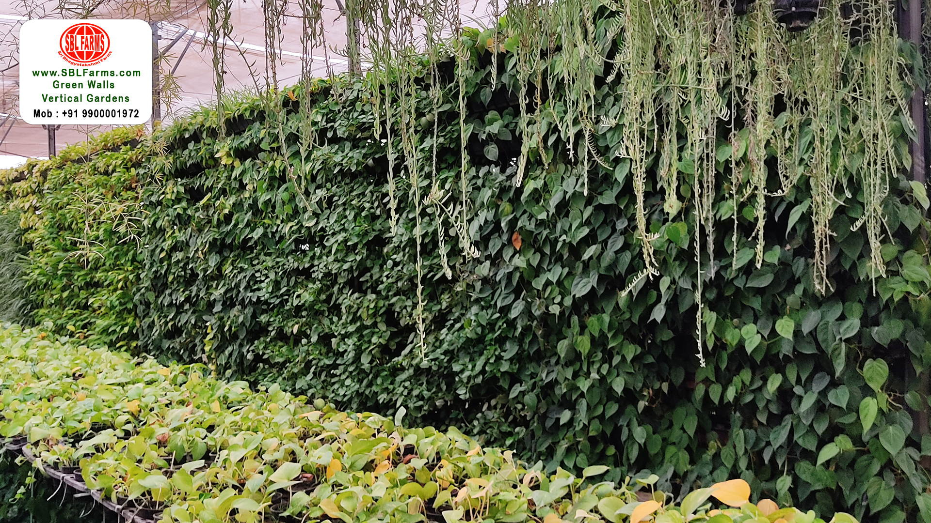Sbl Farms Green walls and Living walls, Vertical Garden, Bio Curtains, garden service provider